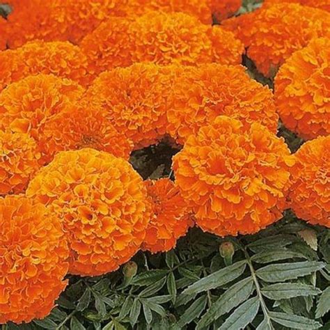 WILLVINE Flower Seeds | Marigold Orange Inca | Dwarf Variety | F1 ...