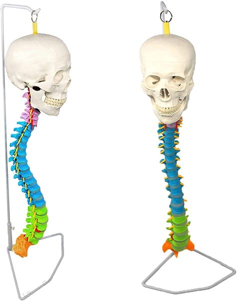 Buy Vertebral Column Model with Skul - Anatomy Model Human Spine Model ...