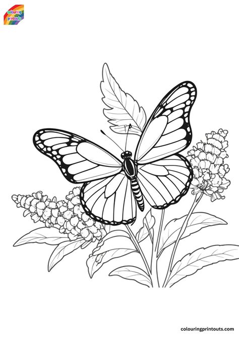 Monarch Butterfly Coloring Page Printable