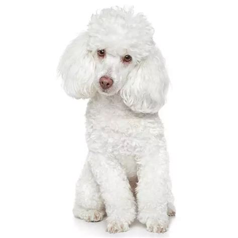 Image result for Spoodle Cockapoo