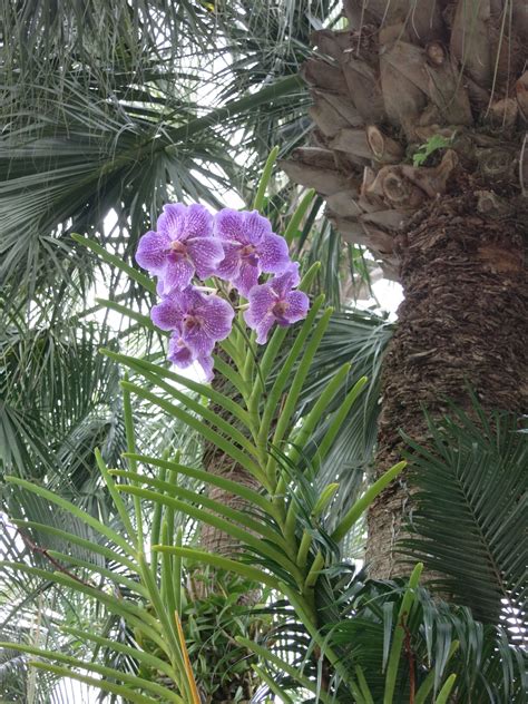 Visiting R.F. Orchids in Homestead, Florida | Brooklyn Orchids