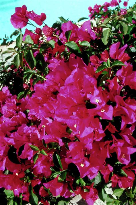 How to Make a Hedge With Bougainvilleas and Hibiscus