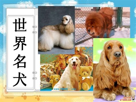 世界名犬图片欣赏