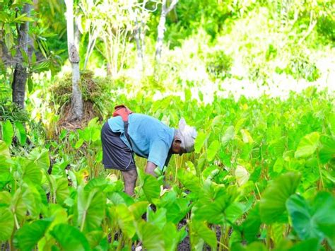 Crop insurance scheme: Odisha govt to continue fresh insurance for ...