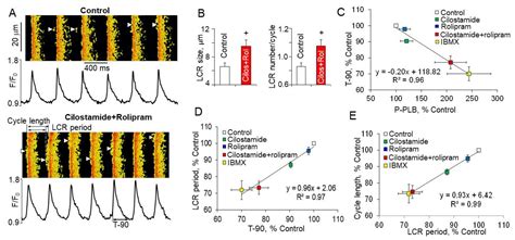 Dual Activation of Phosphodiesterase 3 and 4 Regulates Basal Cardiac ...