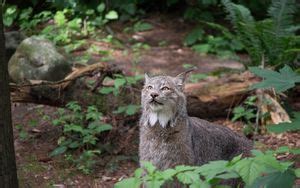 Wallpaper lynx, predator, animal, forest, trees, wildlife hd, picture ...