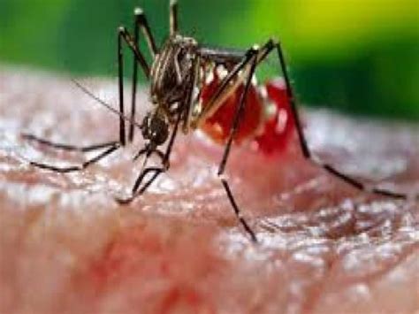 Dengue cases Dehradun school students guideline देहरादून डेंगू केसों ...