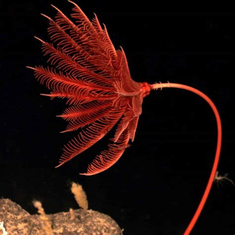 Phylum Echinodermata Sea Lily