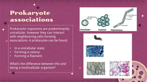 Prokaryotic vs Eukaryotic organisms: characterization and comparison.pptx