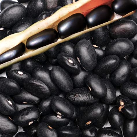 TomorrowSeeds - Black Turtle Bean (Black Bean) Seeds - 50+ Count - For ...