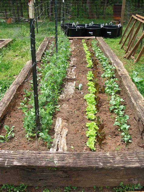 The Ultimate Guide To Companion Planting In Raised Beds - ketchup ...