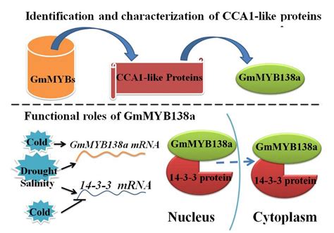 Genome-Wide Analysis of CCA1-Like Proteins in Soybean and Functional ...