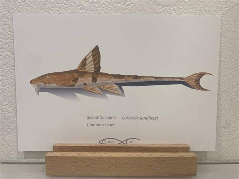 Loricaria lundbergi Postcard | Osakanacraft