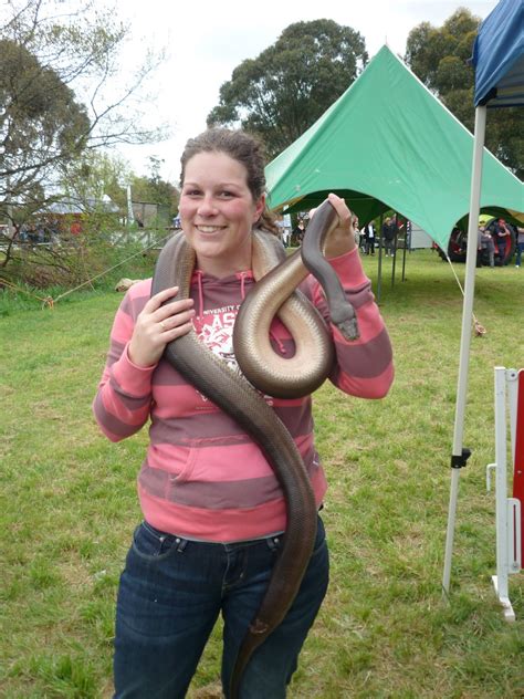 Image result for Olive Python Pillberra