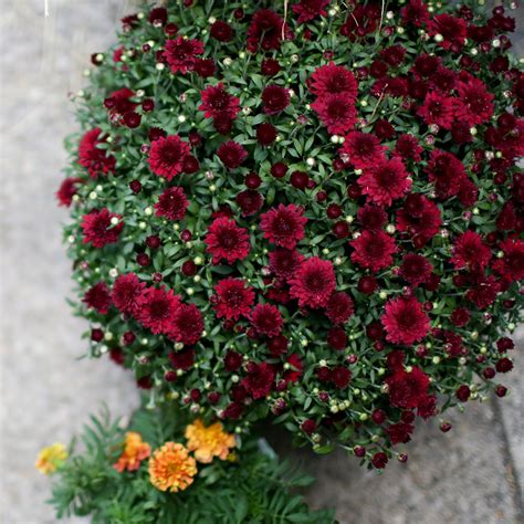 Kennedy's Classic Red Mum | Kennedy's Country Gardens | Garden Center ...
