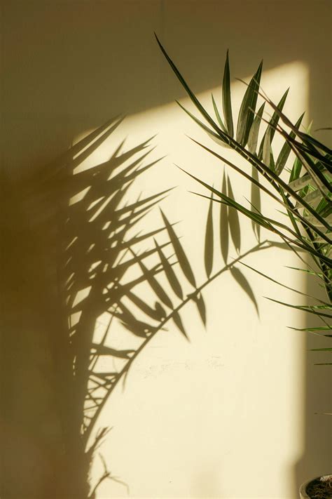 🔥 [40+] Plant Aesthetic Wallpapers | WallpaperSafari