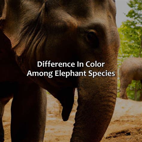 What Color Are Elephants - colorscombo.com