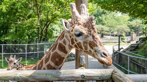 Are Dogs Allowed At The Memphis Zoo