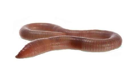 Earthworm 库存照片. 图片 包括有 特写镜头, 空白, 蚯蚓, 摄影, 工作室, 宏指令, 射击 - 30820312
