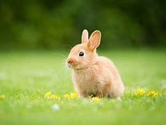Image result for Real Rabbit White Background