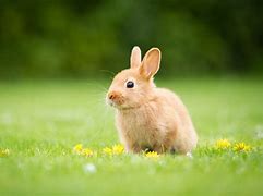 Image result for Bunny Wallpaper ThinkPad Laptop