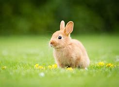 Image result for Bunny Wallpaper for iPad