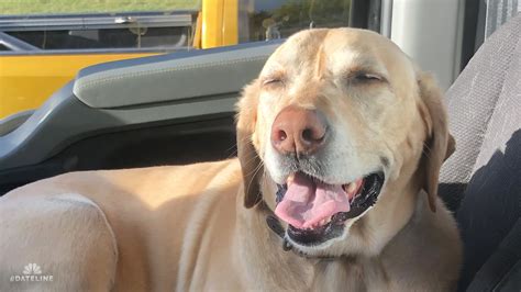 How Long Does A Dog Echocardiogram Take