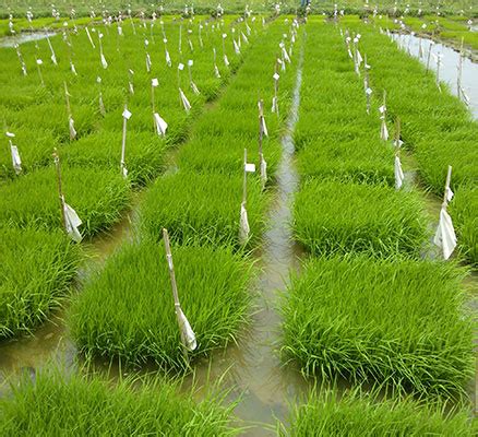 Quality Seeds for All Your Agricultural Needs | Pan Seeds