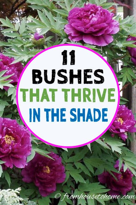 17 Shade Loving Shrubs (The Best Bushes To Plant Under Trees) | Shade ...