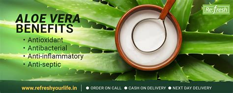 Aloe Vera: The Ultimate Natural Ingredient for Personal Care