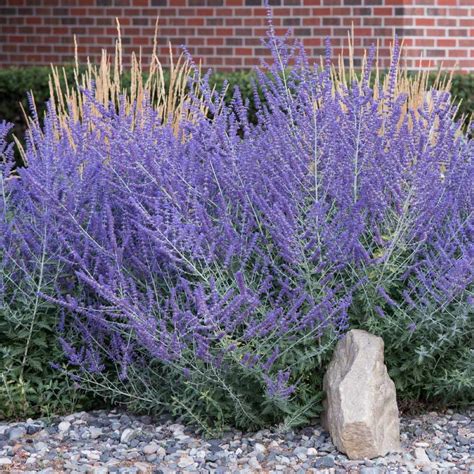 Prune These 10 Plants Before Summer Ends