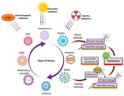 Image result for Virus Scanning Electron Microscope