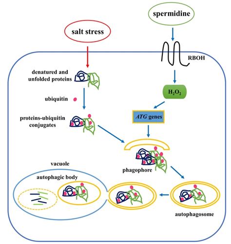 Autoadrogynephilia 的图像结果