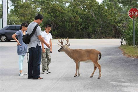Big Pine Key Deer Refuge