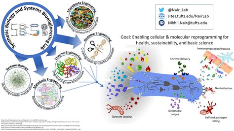 Image result for Complex Bioengineered System