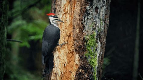 Why Do Woodpeckers Peck Wood? [Food, Nesting & Territory ...