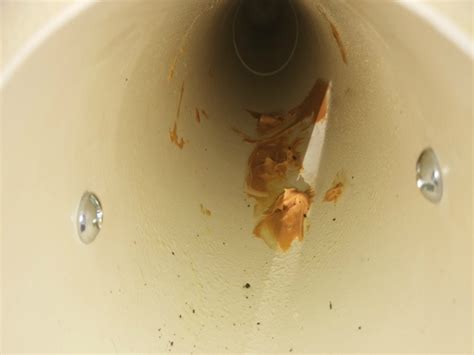 Image result for PVC Squirrel Trap