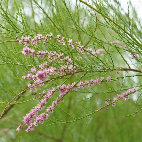 Tamarisk (Tamarix Aphylla) - Plant – Lalit Enterprise