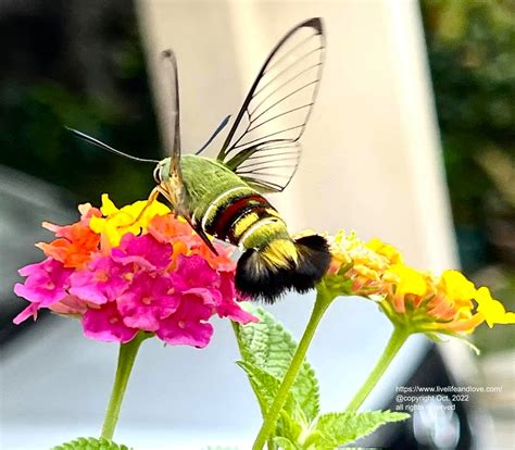 Clearwing Hummingbird Moth | Live Life and Love