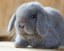 Image result for Lilac Holland Lop