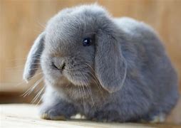 Image result for Holland Lop Dwarf Bunny