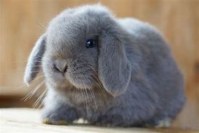 Image result for Holland Lop Bunnies Black and White Ears