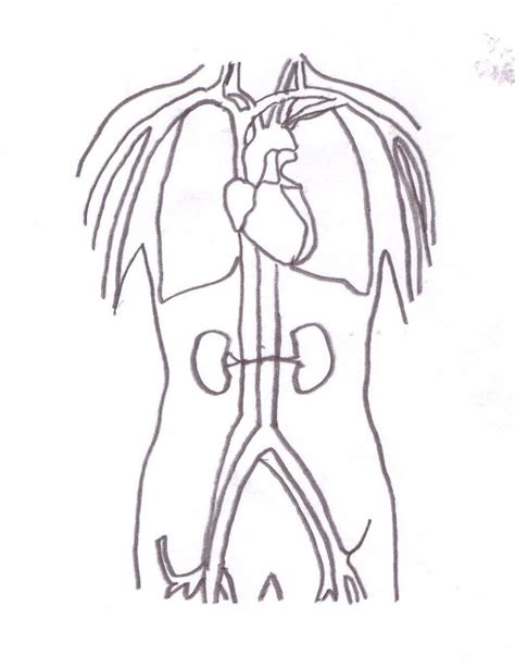 Image result for Cardiovascular System Drawing Easy