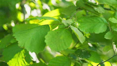 Image result for Hazelnut Tree Branch