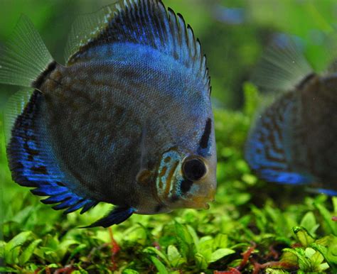 Image result for Blue Discus Fish