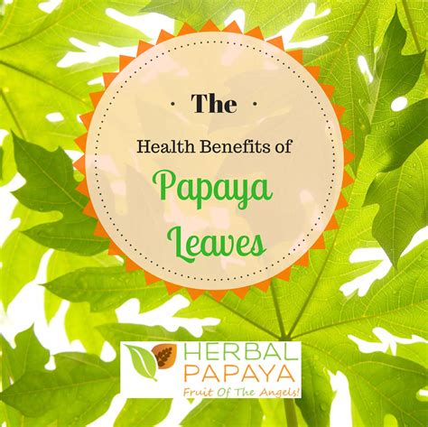 The Health Benefits of Papaya Leaves | PDF | Herbs and Supplements | Alternative Medicine - benefits of papaya leaves