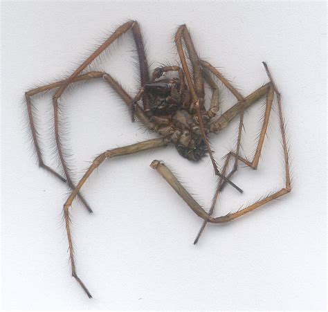 Kuvatulokset haulle how to know when spider is dead