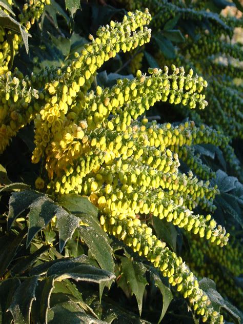 Mahonia Soft Caress - Lucan Garden Centre