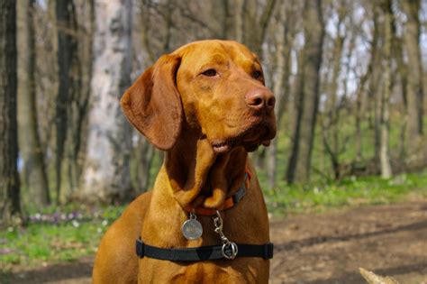 Red Alert!! The Top 10 Most Striking Red Dog Breeds