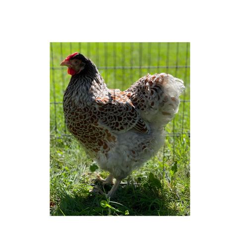 Splash Blue Laced Red Wyandotte